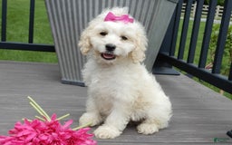 Cockapoo dogs for sale: Scarlet - Image 8
