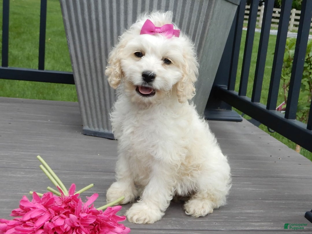 Cockapoo dogs for sale: Scarlet - Image 8
