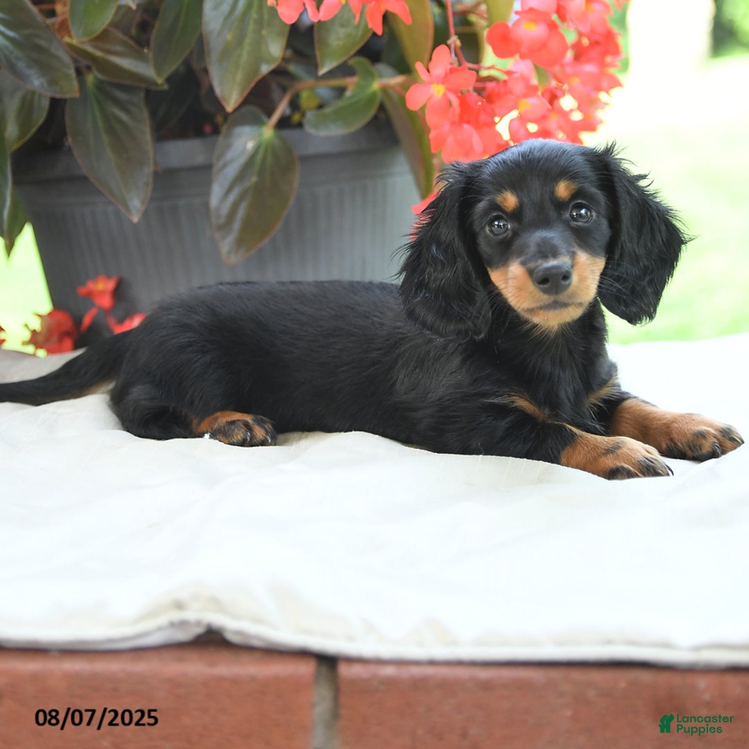 Miniature Dachshund dogs for sale: Miniature Dachshund 3 puppies - Image 17