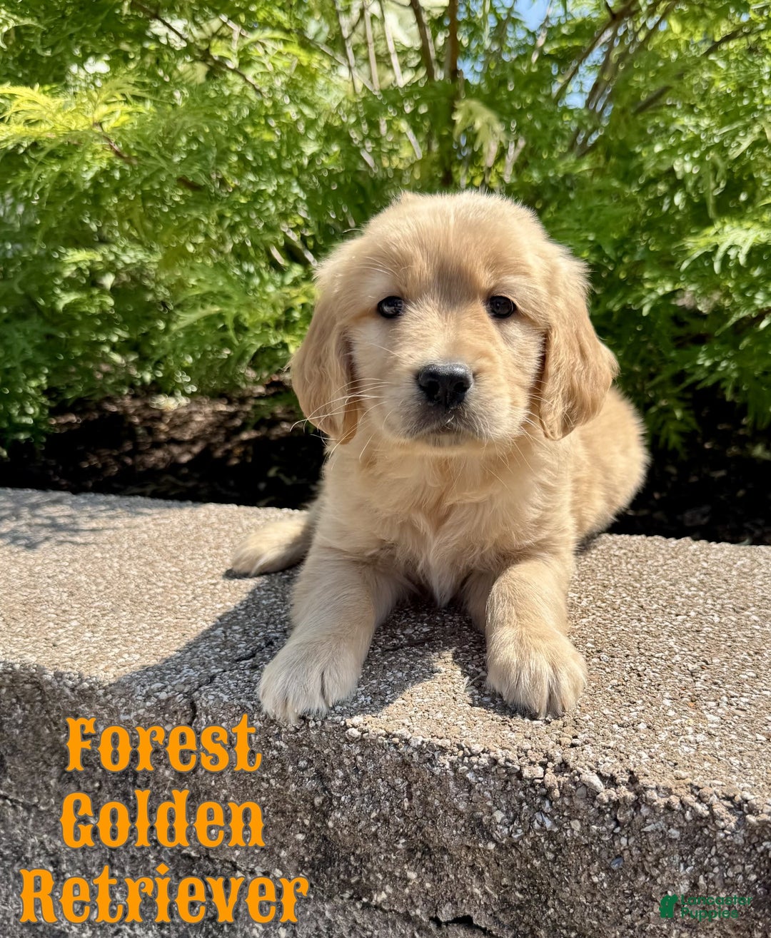 Golden Retriever dogs for sale: Forest - Image 5