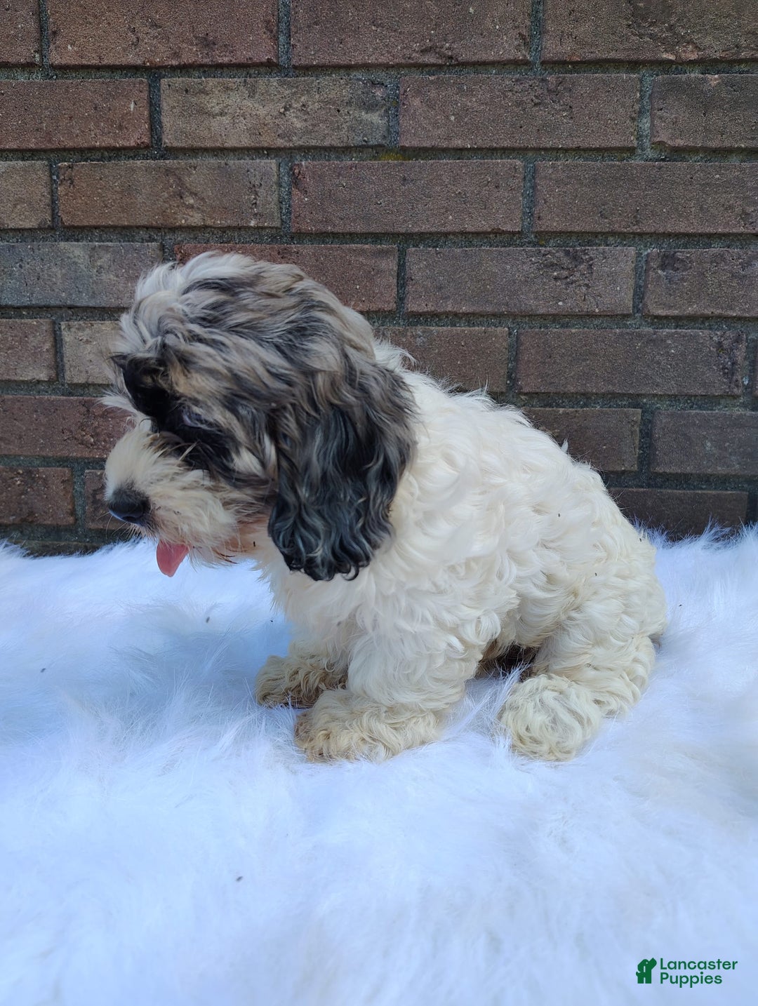 Cockapoo dogs for sale: Mary - Image 4