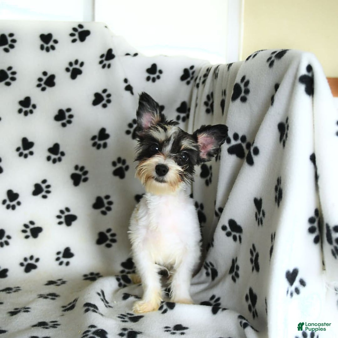Morkie dogs for sale: Boots - Image 7