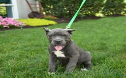Cane Corso dogs for sale: Opal - Image 4