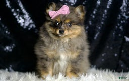 Pomeranian dogs for sale: Fluffy - Image 4