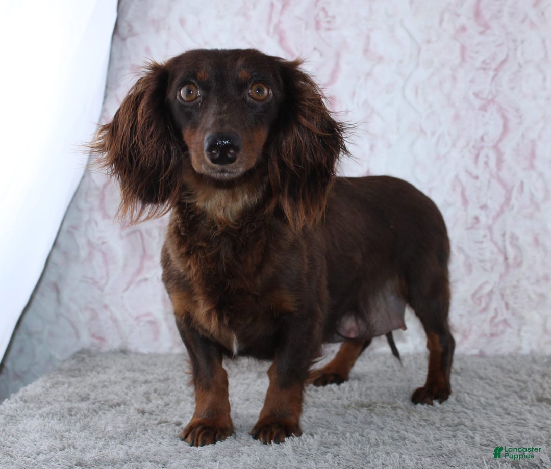 Miniature Dachshund dogs for sale: Uriah - Image 4