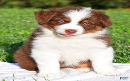Australian Shepherd dogs for sale: Polly - Image 2
