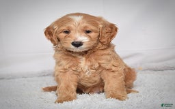  dogs for sale: Mini Goldendoodle 3 puppies - Image 1
