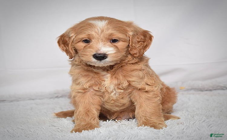 Mini Goldendoodle dogs for sale - Ad 1