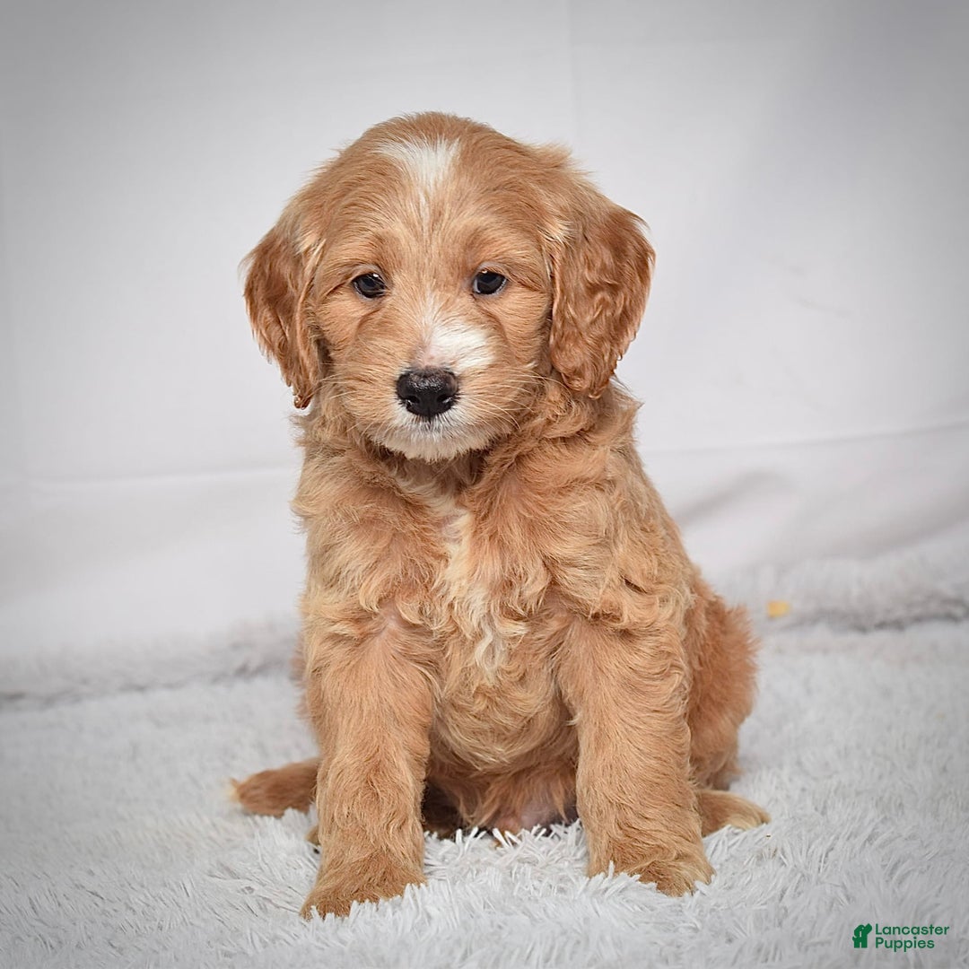  dogs for sale: Mini Goldendoodle 3 puppies - Image 1