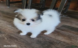 Pomeranian dogs for sale: Bingo - Image 1