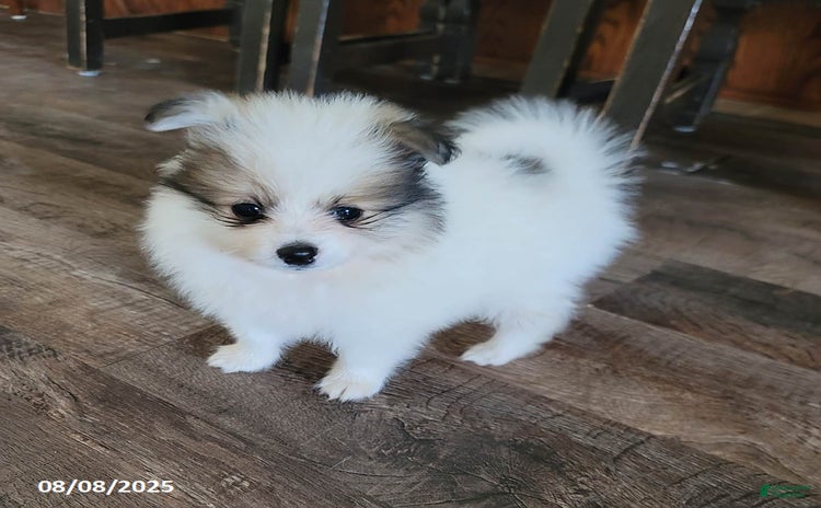 Pomeranian dogs for sale - Ad 3