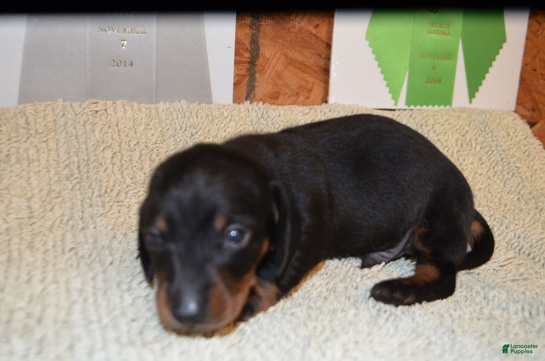 Dachshund dogs for sale: Indy - Image 2
