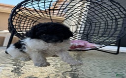 Miniature Poodle dogs for sale: Iron Man - Image 8