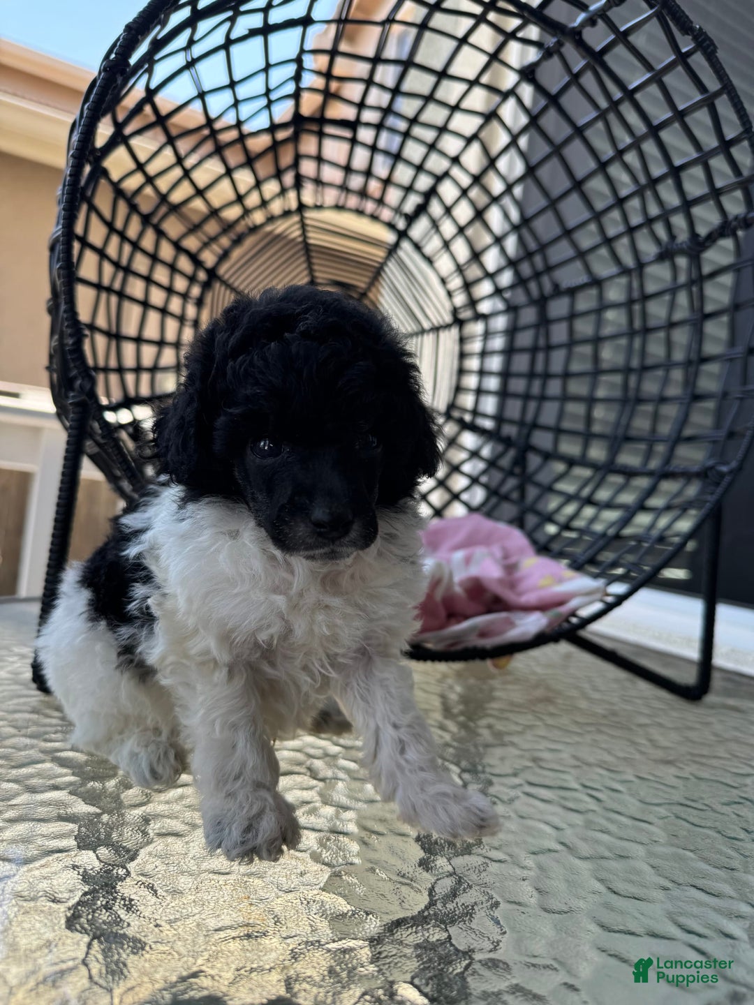Miniature Poodle dogs for sale: Iron Man - Image 8
