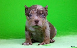 American Bully dogs for sale: Chocolate Tri Merle Female - Image 4