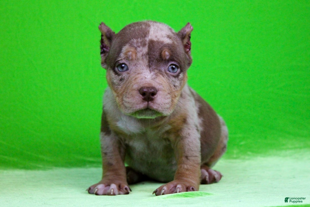 American Bully dogs for sale: Chocolate Tri Merle Female - Image 4