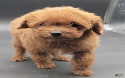 Toy Poodle dogs for sale: Lili - Image 1