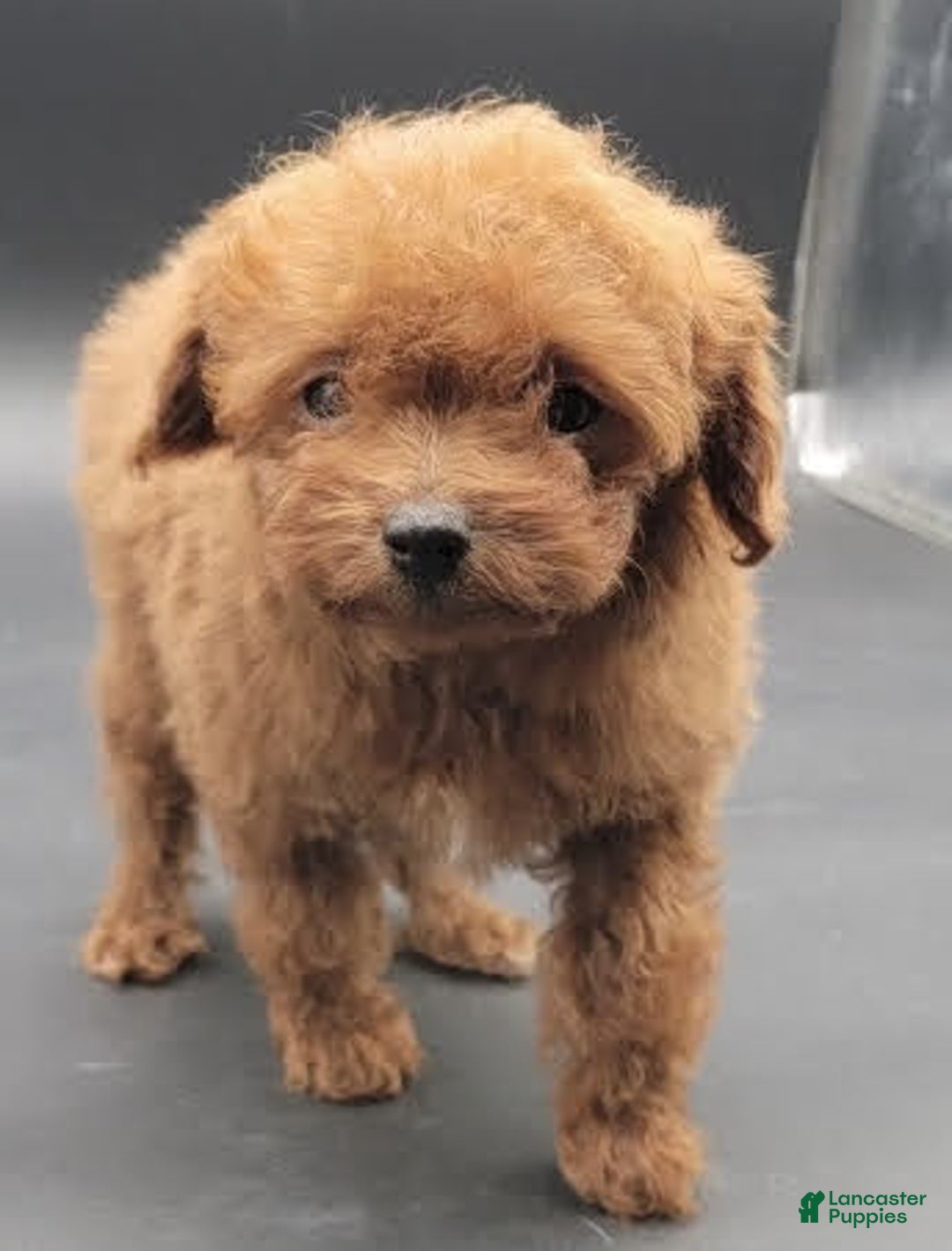 Toy Poodle dogs for sale: Lili - Image 1
