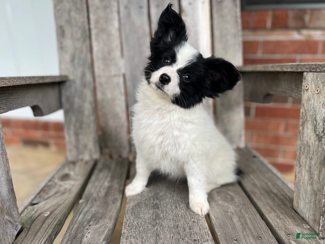Papillon dogs for sale: Katies Black and White - Image 4