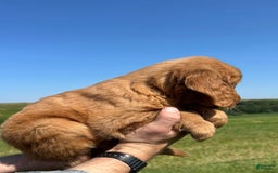 Golden Retriever dogs for sale: Rascal - Image 15