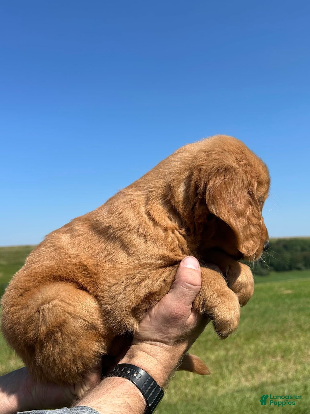 Golden Retriever dogs for sale: Rascal - Image 15