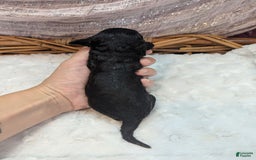 Cockapoo dogs for sale: Emily - Image 24