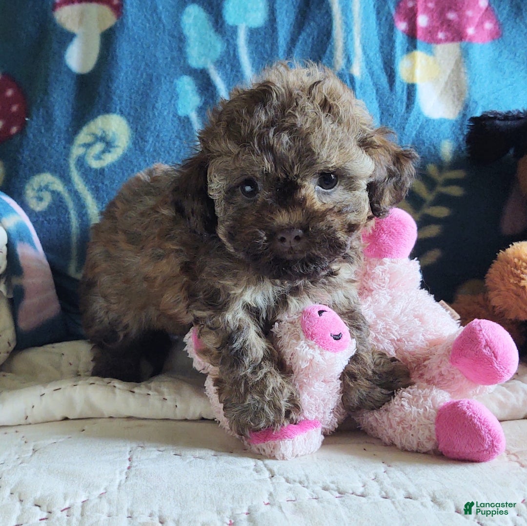 Maltipoo dogs for sale: Chocolate Peanut - Image 23