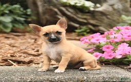 Pomeranian dogs for sale: Pomeranian 3 puppies - Image 5