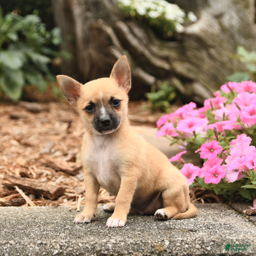 Pomeranian dogs for sale: Pomeranian 3 puppies - Image 5