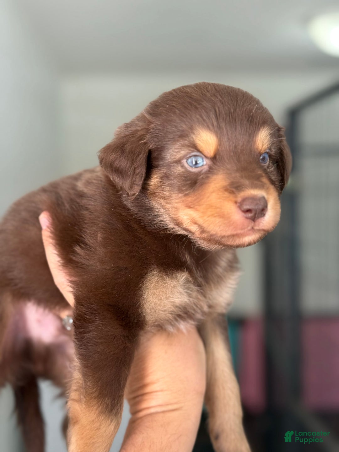 Australian Shepherd dogs for sale: Echo - Image 2