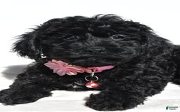 Cockapoo dogs for sale: Sheila - Image 1