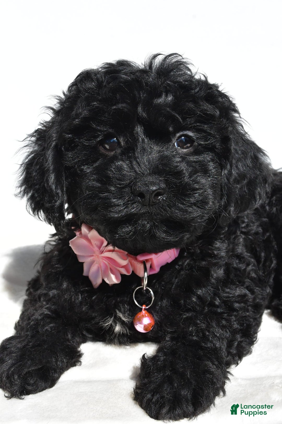 Cockapoo dogs for sale: Sheila - Image 1