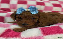 Mini Goldendoodle dogs for sale: Lexie - Image 6