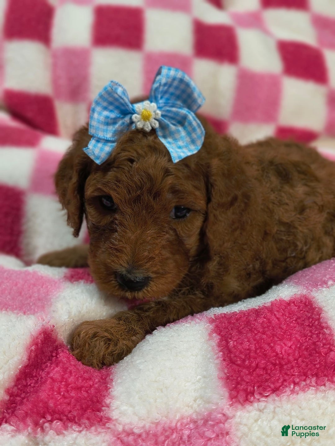 Mini Goldendoodle dogs for sale: Lexie - Image 6