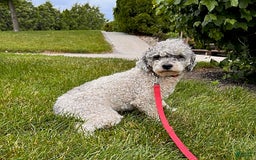 Cavapoo dogs for sale: Finn - Image 10