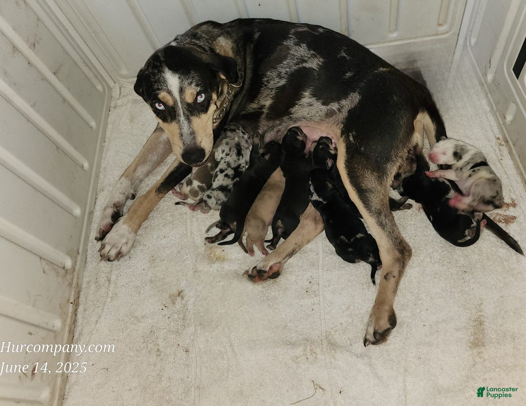 Catahoula Leopard Dog dogs for sale: Tess 2025 Male 1 - Image 14