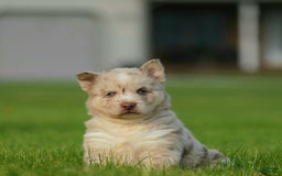Gerberian Shepsky dogs for sale: Max - Image 16