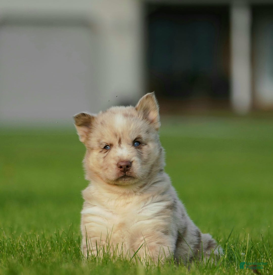 Gerberian Shepsky dogs for sale: Max - Image 16
