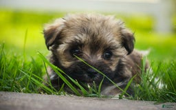 Havanese dogs for sale: Spice - Image 4