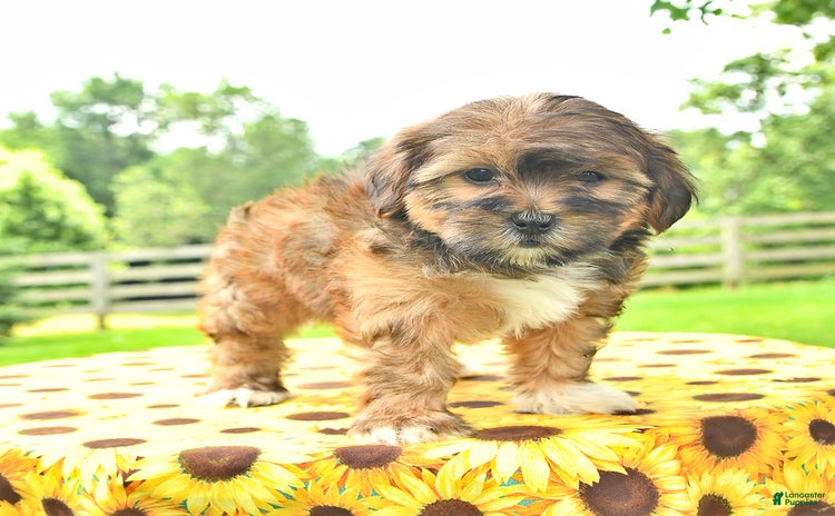 Shorkie dogs - Advert 26
