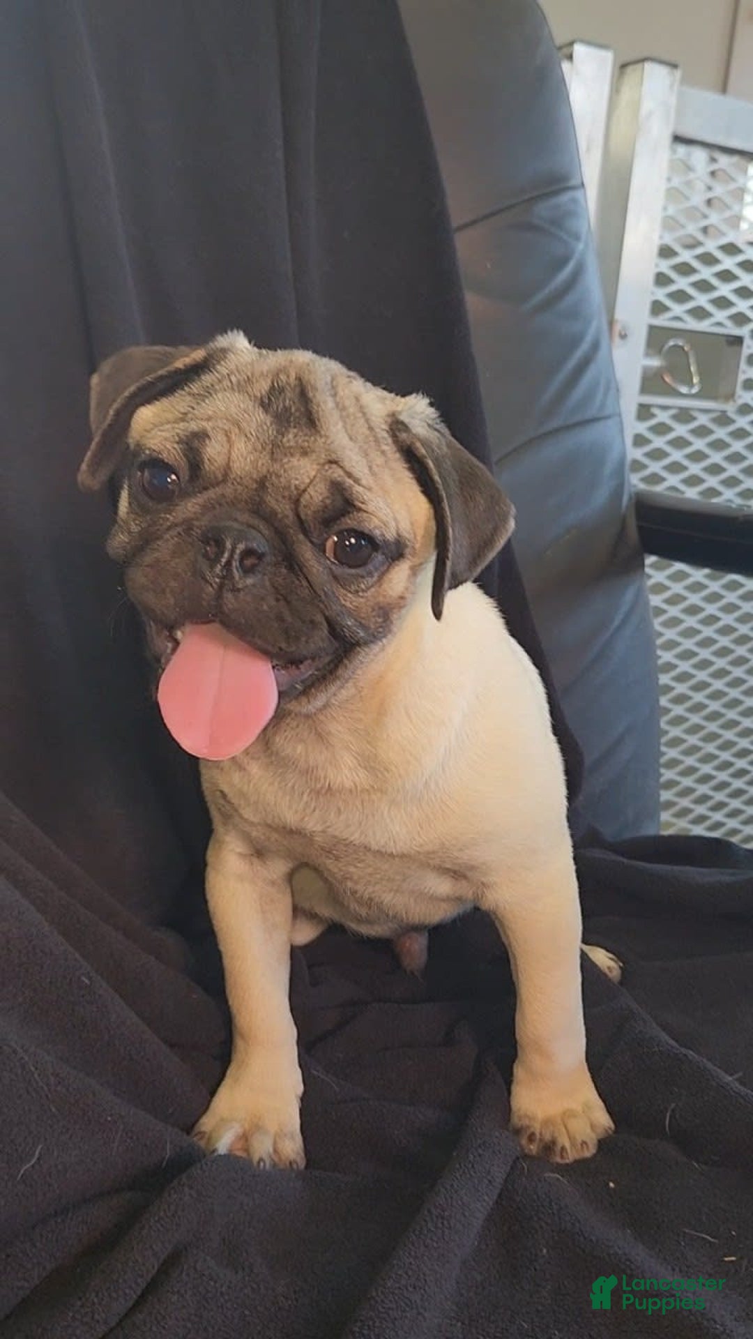 Pug dogs for sale: Clyde - Image 1