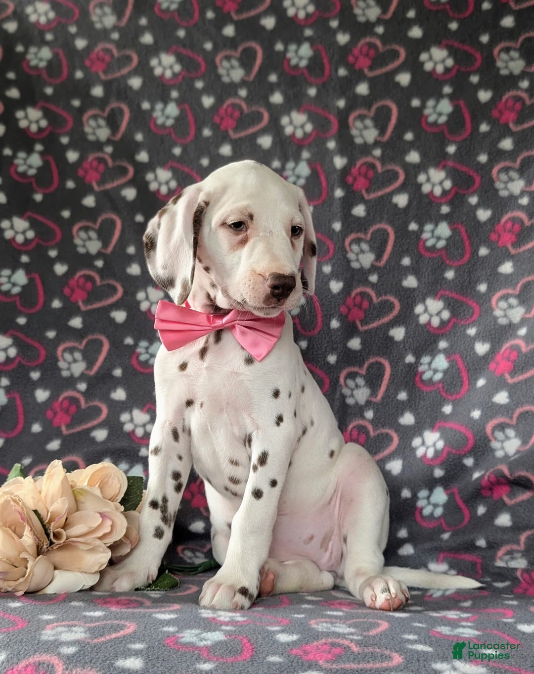 Dalmatian dogs for sale: Katie Liver - Image 7