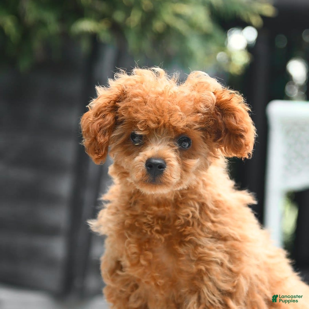 Cavapoo dogs for sale: Teddy - Image 7