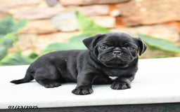 Pug dogs for sale: Jasmine - Image 1