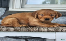 Golden Retriever dogs for sale: Dick - Image 5