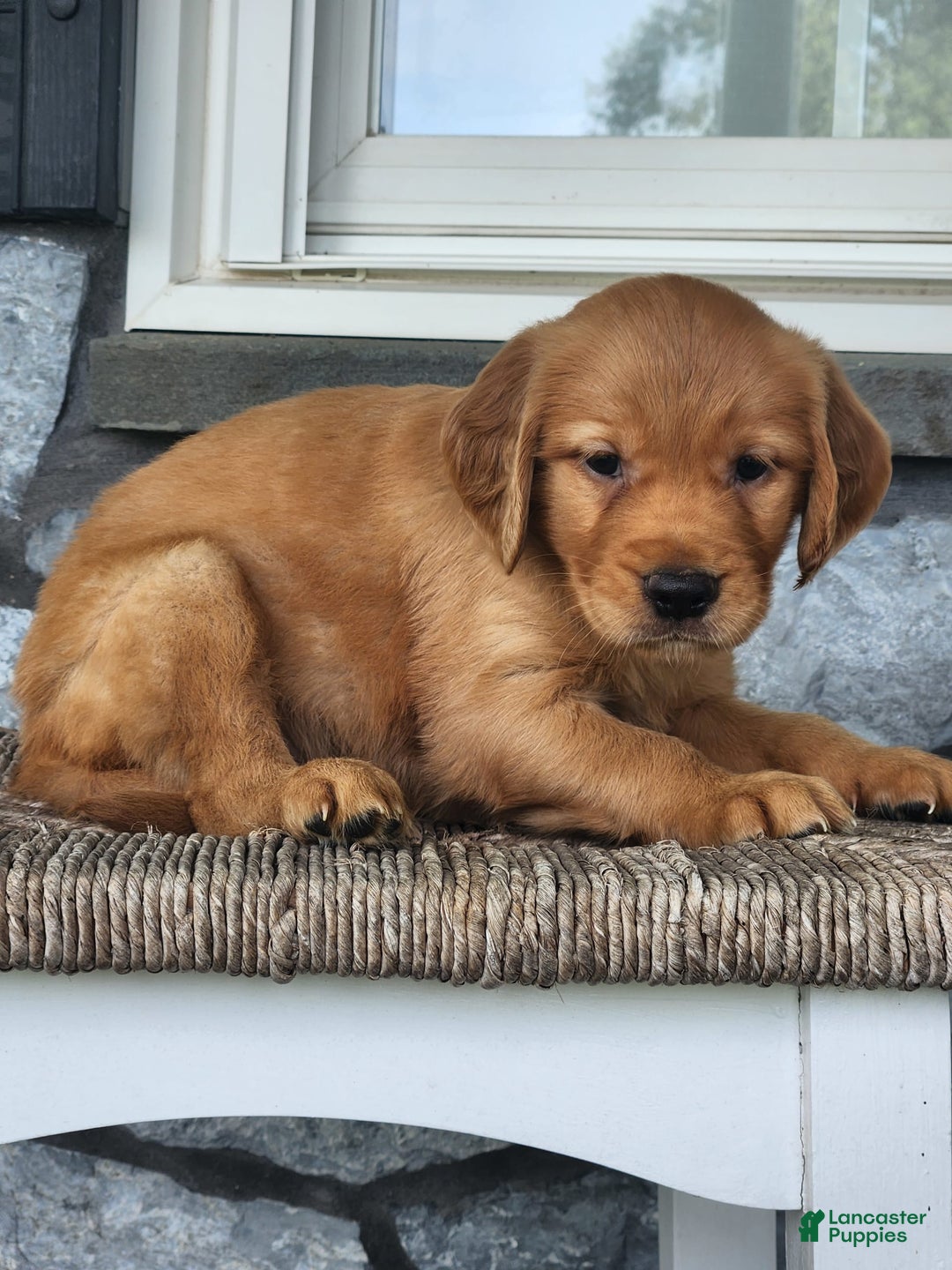 Golden Retriever dogs for sale: Dick - Image 5
