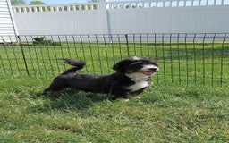 Havanese dogs for sale: Shadow - Image 9