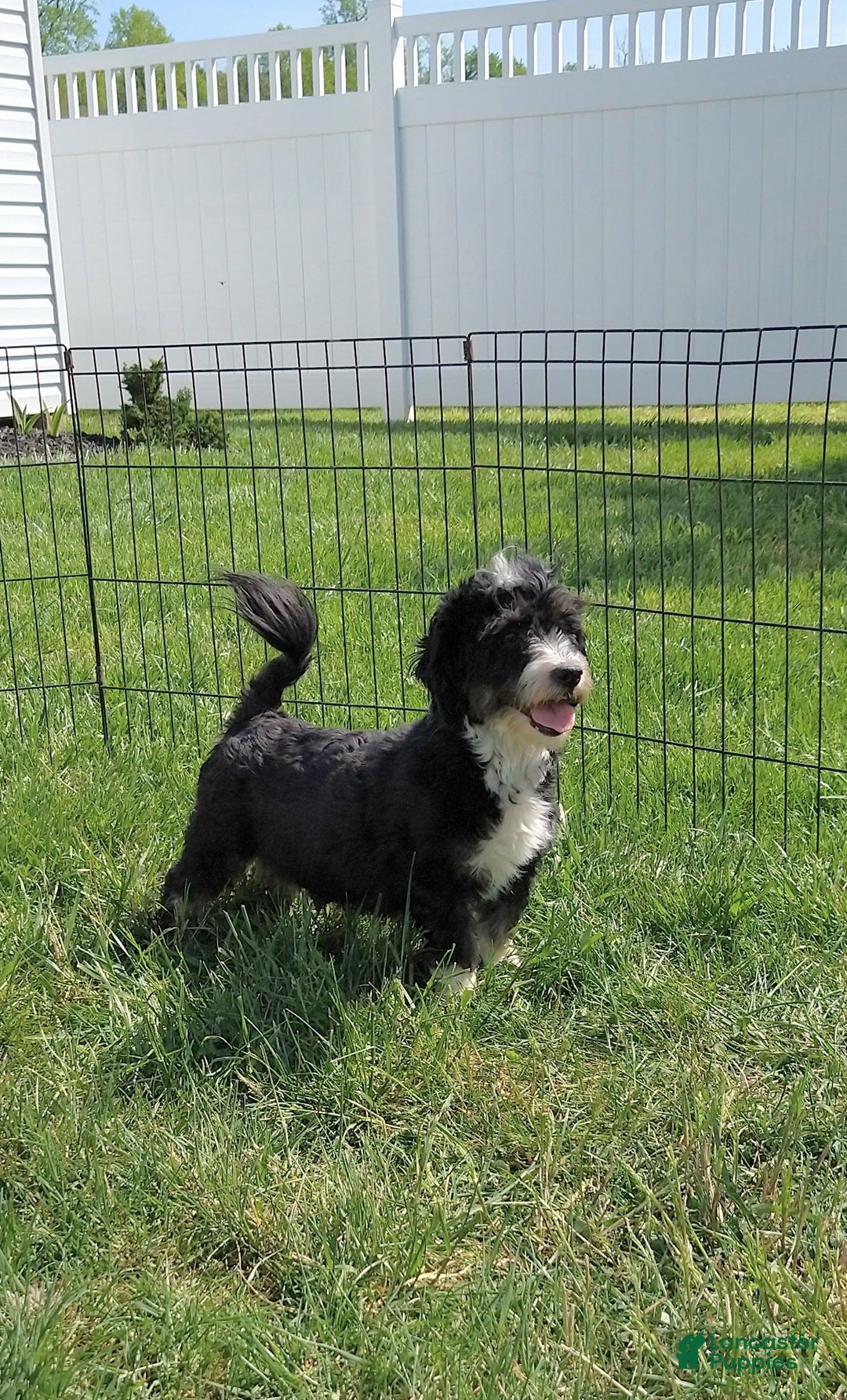 Havanese dogs for sale: Shadow - Image 9