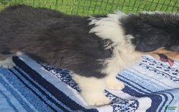 Australian Shepherd dogs for sale: Sasha - Image 3