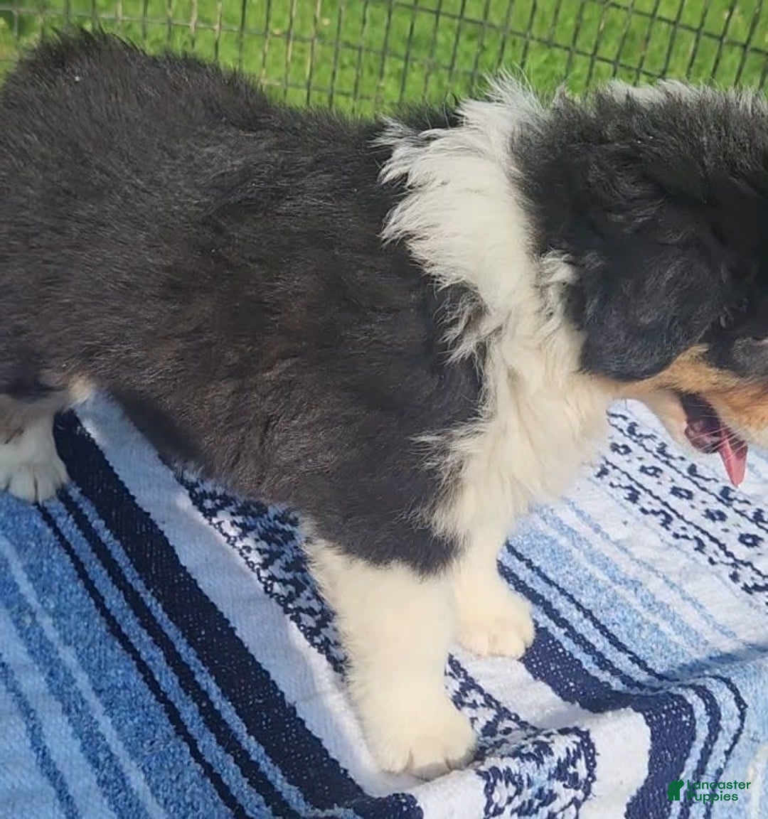 Australian Shepherd dogs for sale: Sasha - Image 3